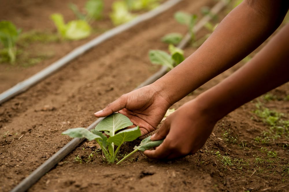 Climate-Smart Agriculture Training